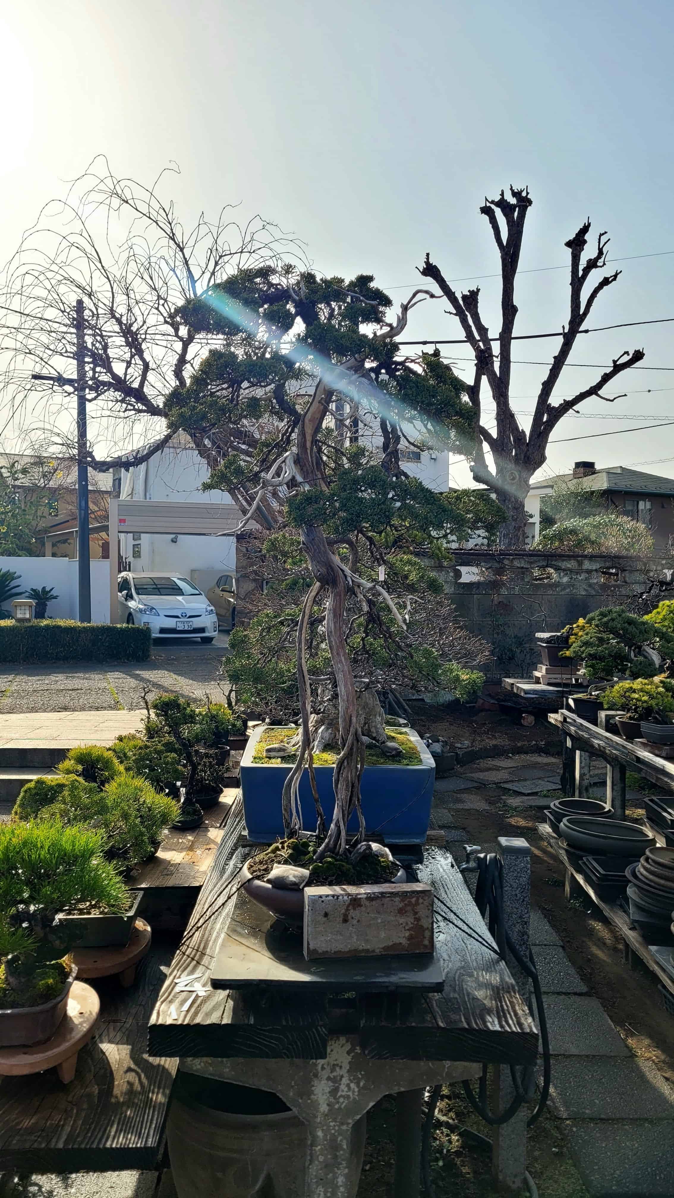A juniper bonsai tree from omiya in Japan
